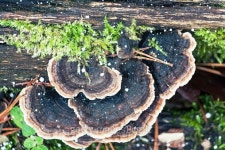 Trametes versicolor 이미지 (466075552) - 게티이미지뱅크 Trametes versicolor