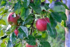Red apples in an orchard early on the morning 이미지 (496773550) - 게티이미지뱅크 Red apples in an orchard early on the morning