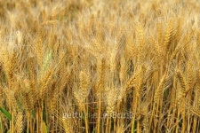 Mature wheat field 이미지 (486580482) - 게티이미지뱅크 Mature wheat field