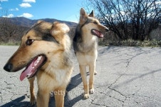 Two stray dogs 이미지 (502250936) - 게티이미지뱅크 Two stray dogs