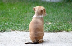 Cute puppy sitting 이미지 (486054384) - 게티이미지뱅크 Cute puppy sitting