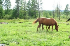 Horses are grazing on the grassland 이미지 (486646098) - 게티이미지뱅크 Horses are grazing on the grassland