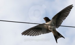 Common house martin 이미지 (487568602) - 게티이미지뱅크 Common house martin
