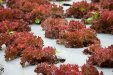 Red salad growing in mountain farm 이미지 (492910224) - 게티이미지뱅크 Red salad growing in mountain farm