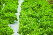 Green salad growing in mountain farm 이미지 (492909474) - 게티이미지뱅크 Green salad growing in mountain farm