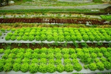 Step of salad Vegetable bed farm 이미지 (493065920) - 게티이미지뱅크 Step of salad Vegetable bed farm