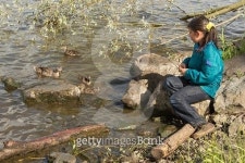 Little girl feeding ducks 이미지 (480337954) - 게티이미지뱅크 Little girl feeding ducks