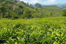 View of tea plantation valley in Munnar 이미지 (483146314) - 게티이미지뱅크 View of tea plantation valley in Munnar
