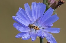 fly and flower 이미지 (483540002) - 게티이미지뱅크 fly and flower