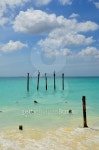 Pelicans by the sea 이미지 (466429148) - 게티이미지뱅크 Pelicans by the sea