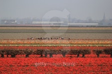 Keukenhof 이미지 (475772346) - 게티이미지뱅크 Keukenhof