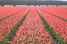 Tulips 이미지 (475854662) - 게티이미지뱅크 Tulips