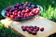 Cranberry 이미지 (487820876) - 게티이미지뱅크 Cranberry