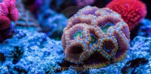 Coral on a Rock 이미지 (480843028) - 게티이미지뱅크 Coral on a Rock