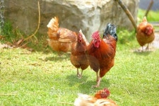 Rooster and Hen 이미지 (476127752) - 게티이미지뱅크 Rooster and Hen