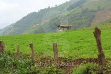 Collection Tent in Farm 이미지 (485220482) - 게티이미지뱅크 Collection Tent in Farm