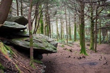 Forest in Roan Highlands 이미지 (532957365) - 게티이미지뱅크 Forest in Roan Highlands