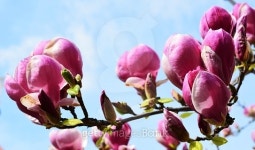 Magnolia 이미지 (471153976) - 게티이미지뱅크 Magnolia