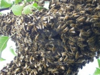 Family of bees 이미지 (480553782) - 게티이미지뱅크 Family of bees