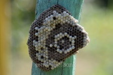 Communication of wasps 이미지 (485893200) - 게티이미지뱅크 Communication of wasps