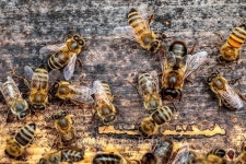 Honey bee drone trying to enter the hive 이미지 (484392944) - 게티이미지뱅크 Honey bee drone trying to enter the hive