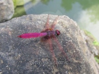 Dragonfly 이미지 (501603014) - 게티이미지뱅크 Dragonfly