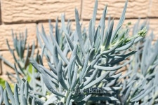 Blue Finger Plants 이미지 (495330634) - 게티이미지뱅크 Blue Finger Plants