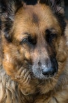 SchÃ¤ferhund 이미지 (502605234) - 게티이미지뱅크 SchÃ¤ferhund