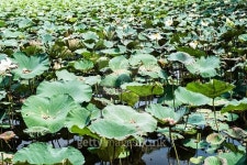 Lotus park 이미지 (471792798) - 게티이미지뱅크 Lotus park