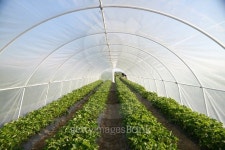 Strawberries in the greenhouse 이미지 (471243940) - 게티이미지뱅크 Strawberries in the greenhouse