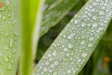 dew on leaf 이미지 (532646361) - 게티이미지뱅크 dew on leaf