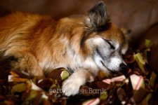 Dogs Like Cat Naps Too 이미지 (470027620) - 게티이미지뱅크 Dogs Like Cat Naps Too