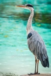 Abdims Stork 이미지 (482804024) - 게티이미지뱅크 Abdims Stork