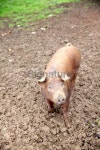 portrait of pig in the mud on a farm 이미지 (473961264) - 게티이미지뱅크 portrait of pig in the mud on a farm
