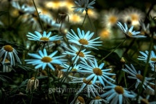 Tropical flowers 이미지 (474617286) - 게티이미지뱅크 Tropical flowers