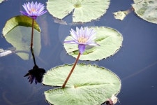 Lotus Pond 13 이미지 (477700068) - 게티이미지뱅크 Lotus Pond 13
