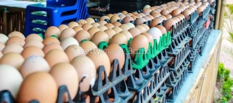 Eggs from chicken farm in the package 이미지 (499094434) - 게티이미지뱅크 Eggs from chicken farm in the package