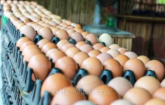 Eggs from chicken farm in the package 이미지 (499094480) - 게티이미지뱅크 Eggs from chicken farm in the package