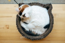 Sleeping cat curled in a ball 이미지 (501708566) - 게티이미지뱅크 Sleeping cat curled in a ball