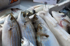 Fresh fish 이미지 (538324003) - 게티이미지뱅크 Fresh fish
