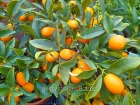 citrus plant 이미지 (476354944) - 게티이미지뱅크 citrus plant