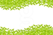 Green leaves isolated on white background 이미지 (478190838) - 게티이미지뱅크 Green leaves isolated on white background