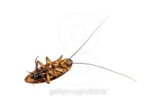 cockroach is dead on white background 이미지 (502224584) - 게티이미지뱅크 cockroach is dead on white background