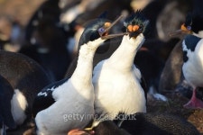 Imperial cormorant begs for food 이미지 (502839906) - 게티이미지뱅크 Imperial cormorant begs for food