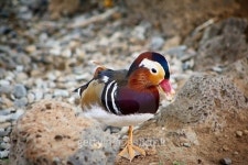 Wood duck 이미지 (494882936) - 게티이미지뱅크 Wood duck