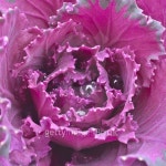 Center of a Brassica oleracea, Ornamental Cabbage Center 이미지 (498200362) - 게티이미지뱅크 Center of a Brassica oleracea... 