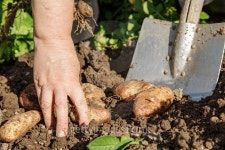 Digging up potatoes 이미지 (488434884) - 게티이미지뱅크 Digging up potatoes