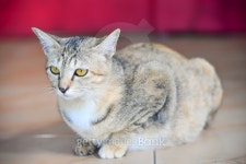cat stay on floor 이미지 (502298436) - 게티이미지뱅크 cat stay on floor