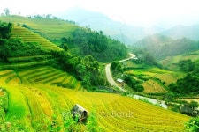 Rice fields on terraced of Mu Cang Chai 이미지 (493756780) - 게티이미지뱅크 Rice fields on terraced of Mu Cang Chai