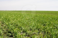 farming, field planted with green shoots 이미지 (484476292) - 게티이미지뱅크 farming, field planted with green shoots